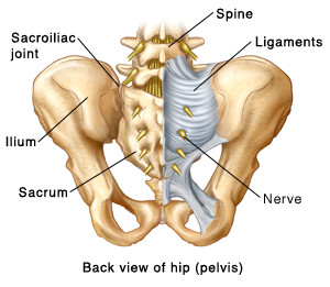 Posterior view of pelvis and sacrum